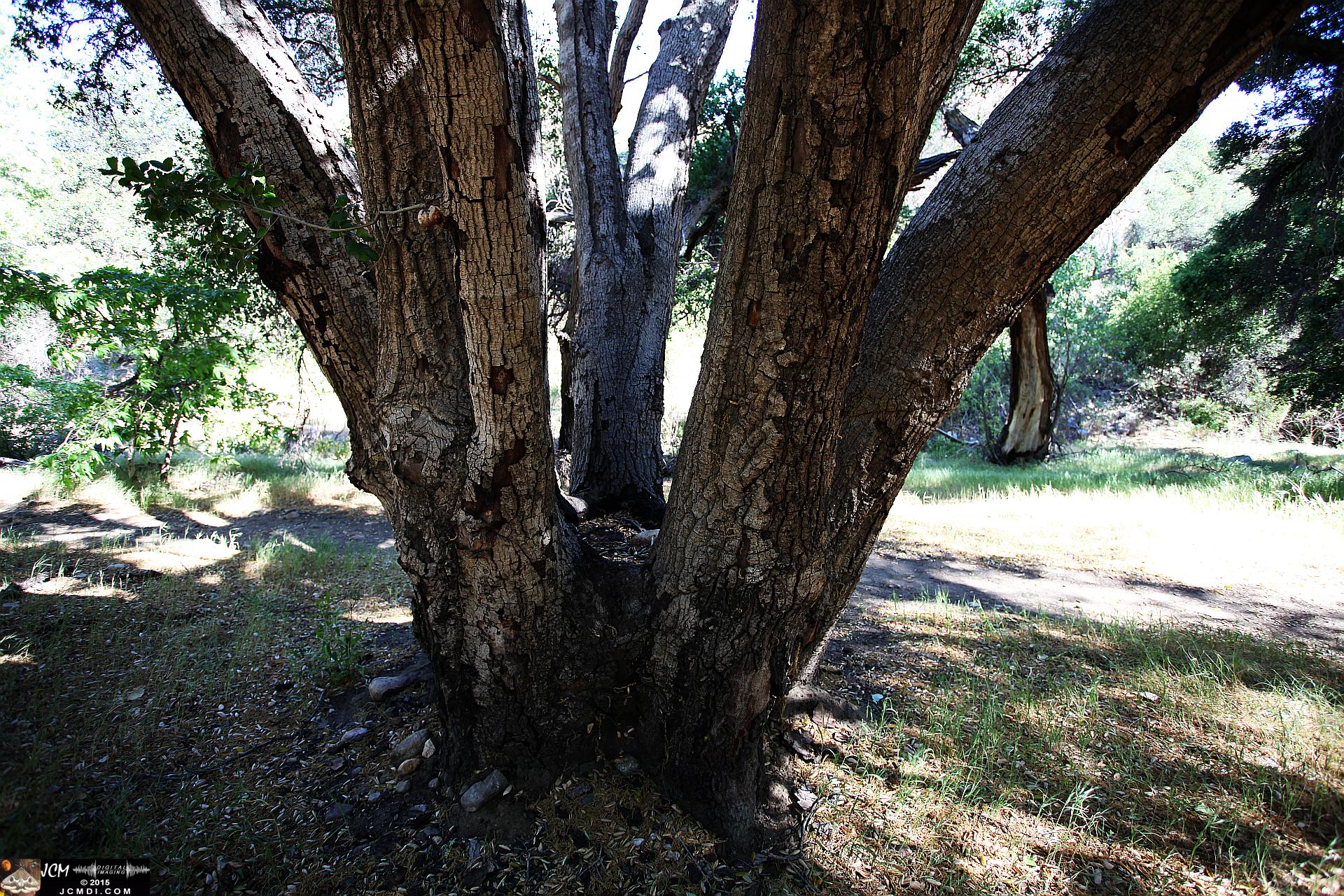 Whitney Canyon Hike 7 trunk oak (dry pool)